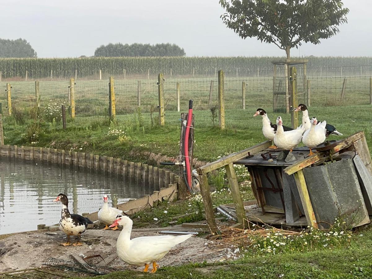 Parel van Bever - Perle de Biévène Esterno foto