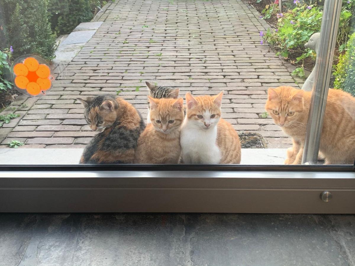 Parel van Bever - Perle de Biévène Esterno foto